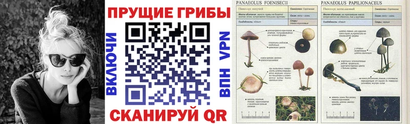 Псилоцибиновые грибы мухоморы Дятьково
